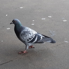 Columba livia domestica