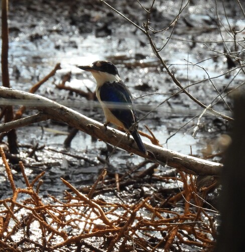 Forest Kingfisher (Todiramphus macleayii), photo 4