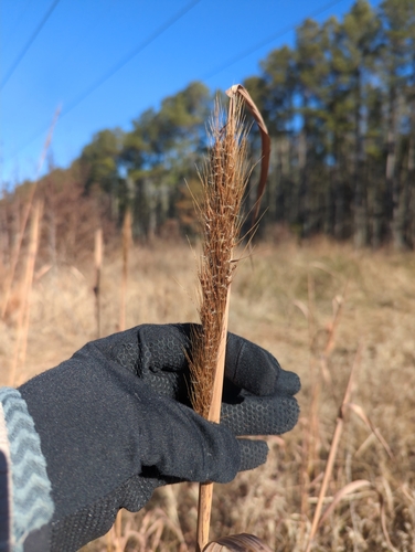 Compressed Plumegrass (Erianthus coarctatus)