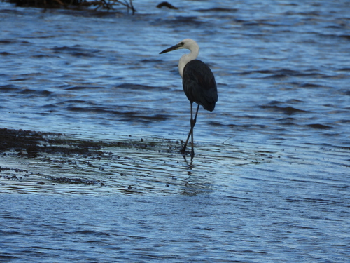 White-necked Heron (Ardea pacifica), photo 5