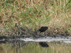 Jacana jacana hypomelaena