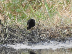 Jacana jacana hypomelaena