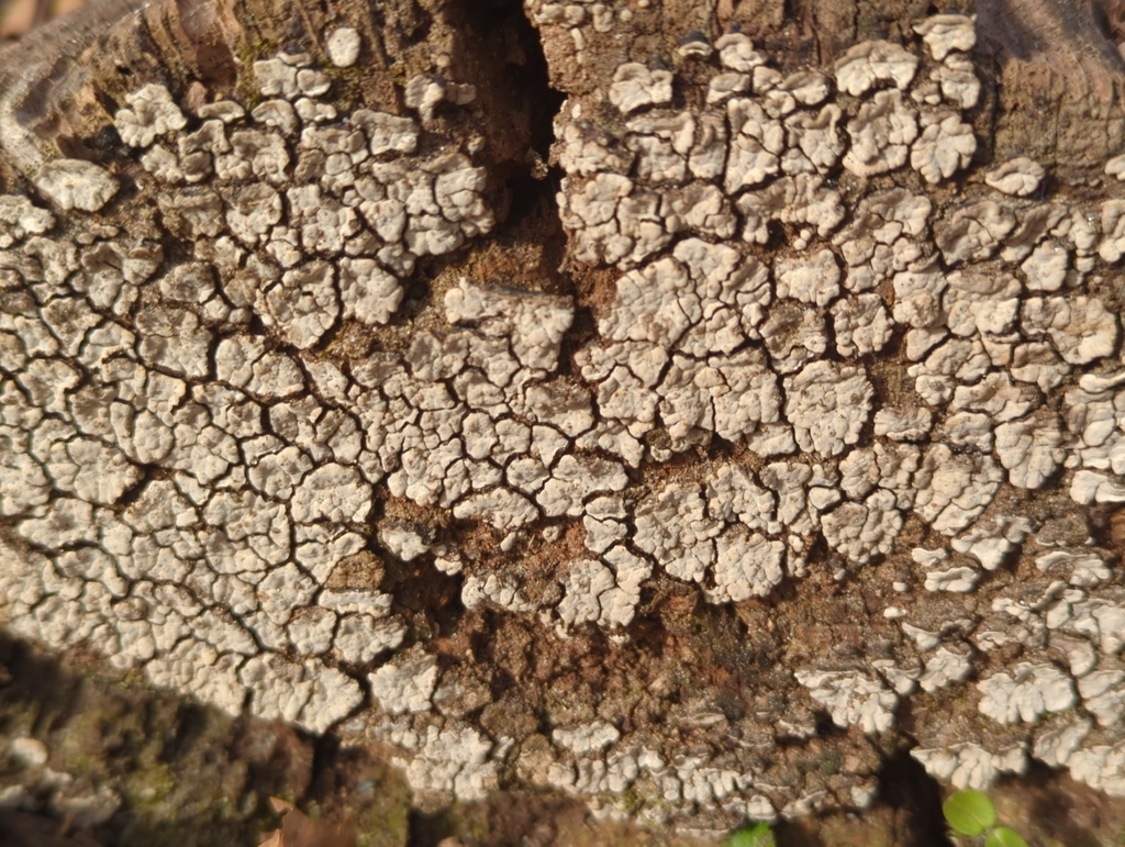 Xylobolus frustulatus · January 2026 · photo: © tomfeild (iNaturalist, cc-by)