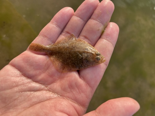 Stone flounder (Kareius bicoloratus) — Pleuronectidae — 3