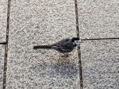 Motacilla alba yarrellii