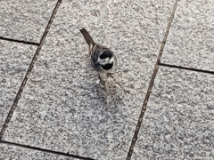 Motacilla alba yarrellii
