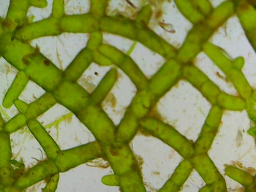 Microdictyon setchellianum observed 2026-01-04