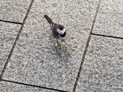 Motacilla alba yarrellii