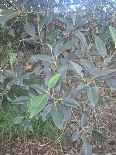 Foto de Figueira