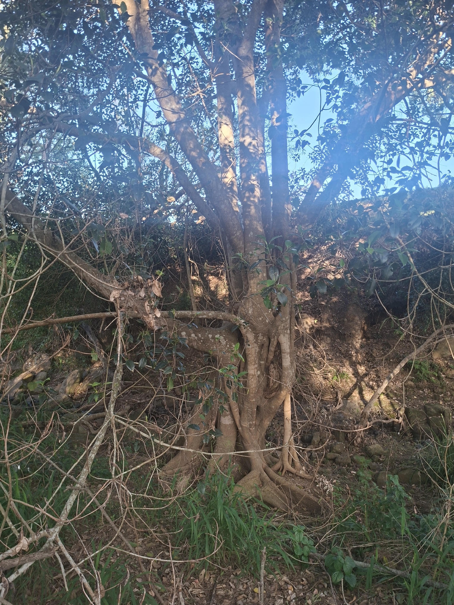 Imagem de Figueira