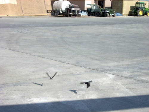 Barn Swallow