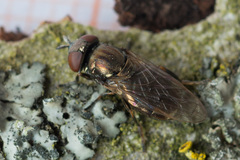 Orthonevra geniculata