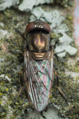 Orthonevra geniculata