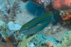 Stethojulis strigiventer