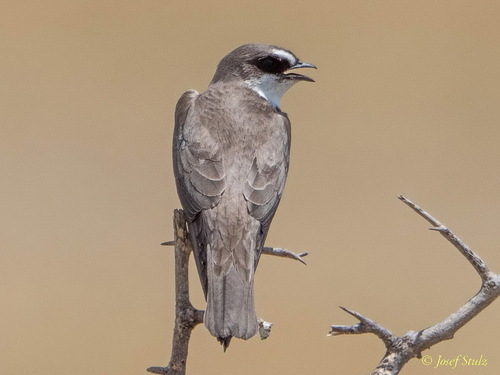 Banded Martin