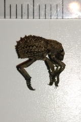 Brachycerus muricatus