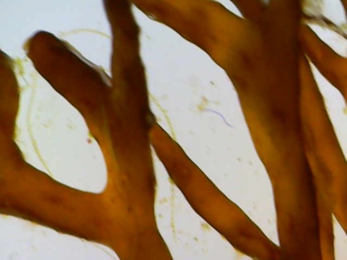 Chnoospora, 2026-01-04