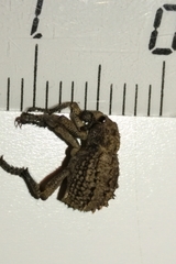 Brachycerus muricatus