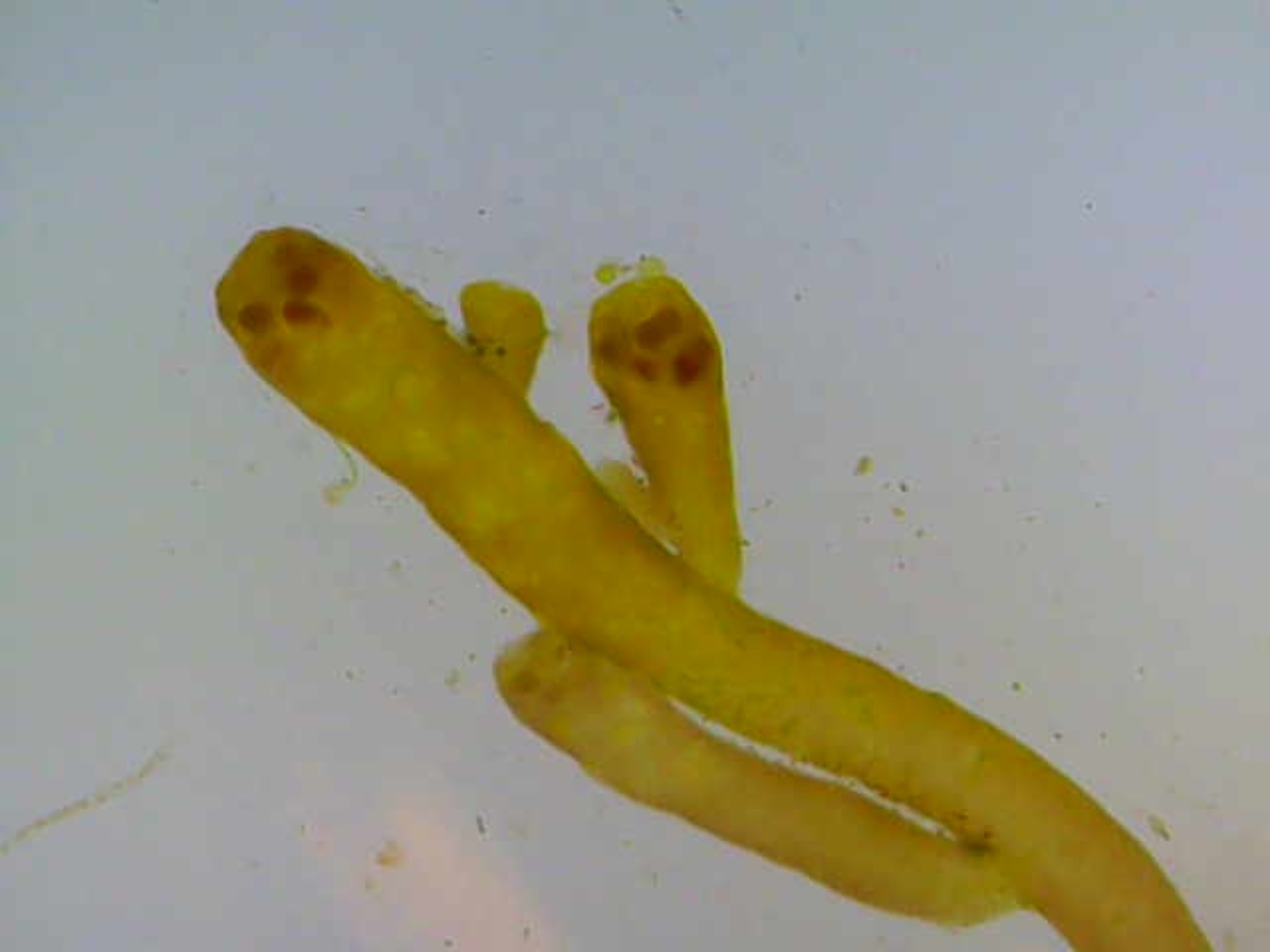 Laurencia microcladia
