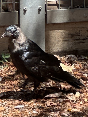 Little Raven (Corvus mellori), photo 3