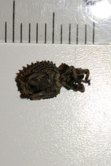 Brachycerus muricatus