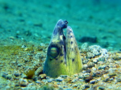 Ophichthus altipennis
