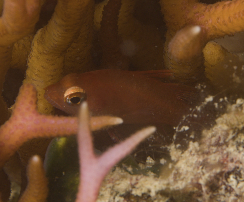 Flame Cardinalfish