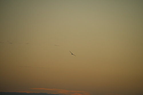 Swamp Harrier (Circus approximans), photo 7