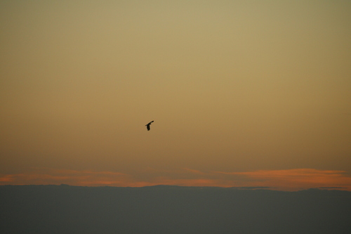 Swamp Harrier (Circus approximans), photo 8