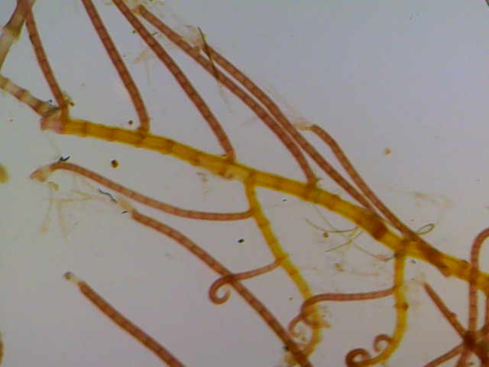 Herposiphonia pacifica