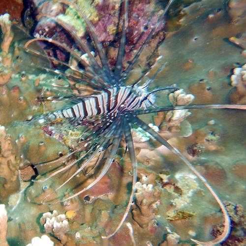 Lionfish