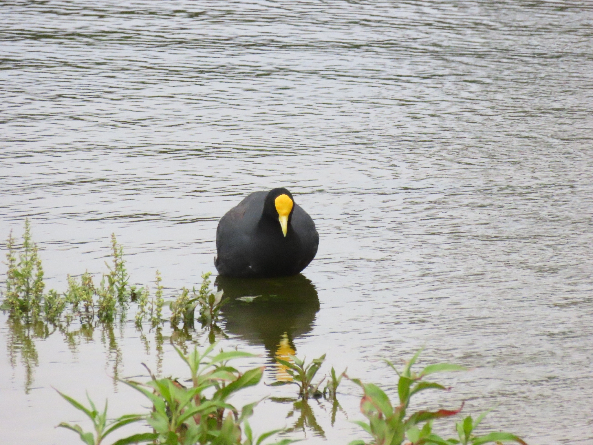 White-winged Coot (Fulica leucoptera), photo 4