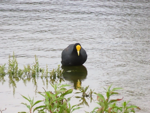 White-winged Coot (Fulica leucoptera), photo 4