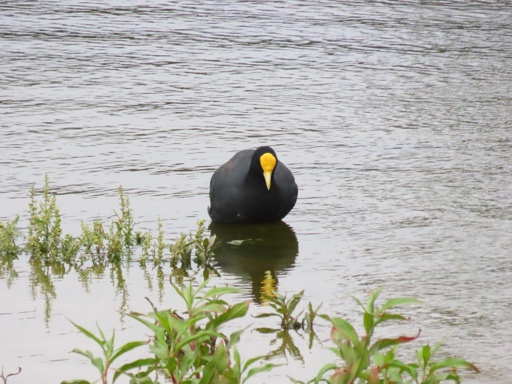 White-winged Coot (Fulica leucoptera), photo 5