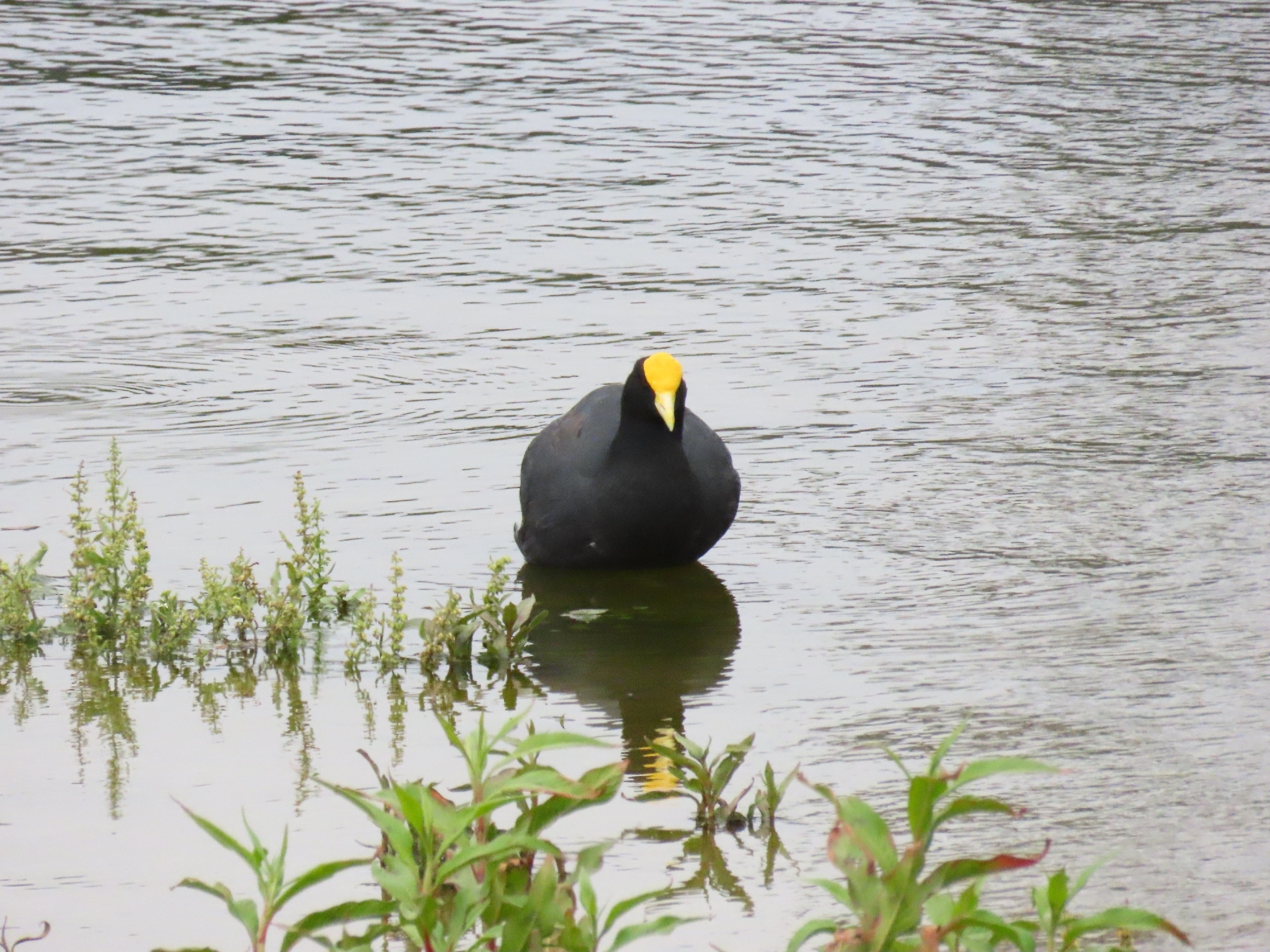 White-winged Coot (Fulica leucoptera), photo 6