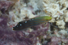 Koumansetta rainfordi