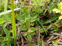 Kummerowia striata