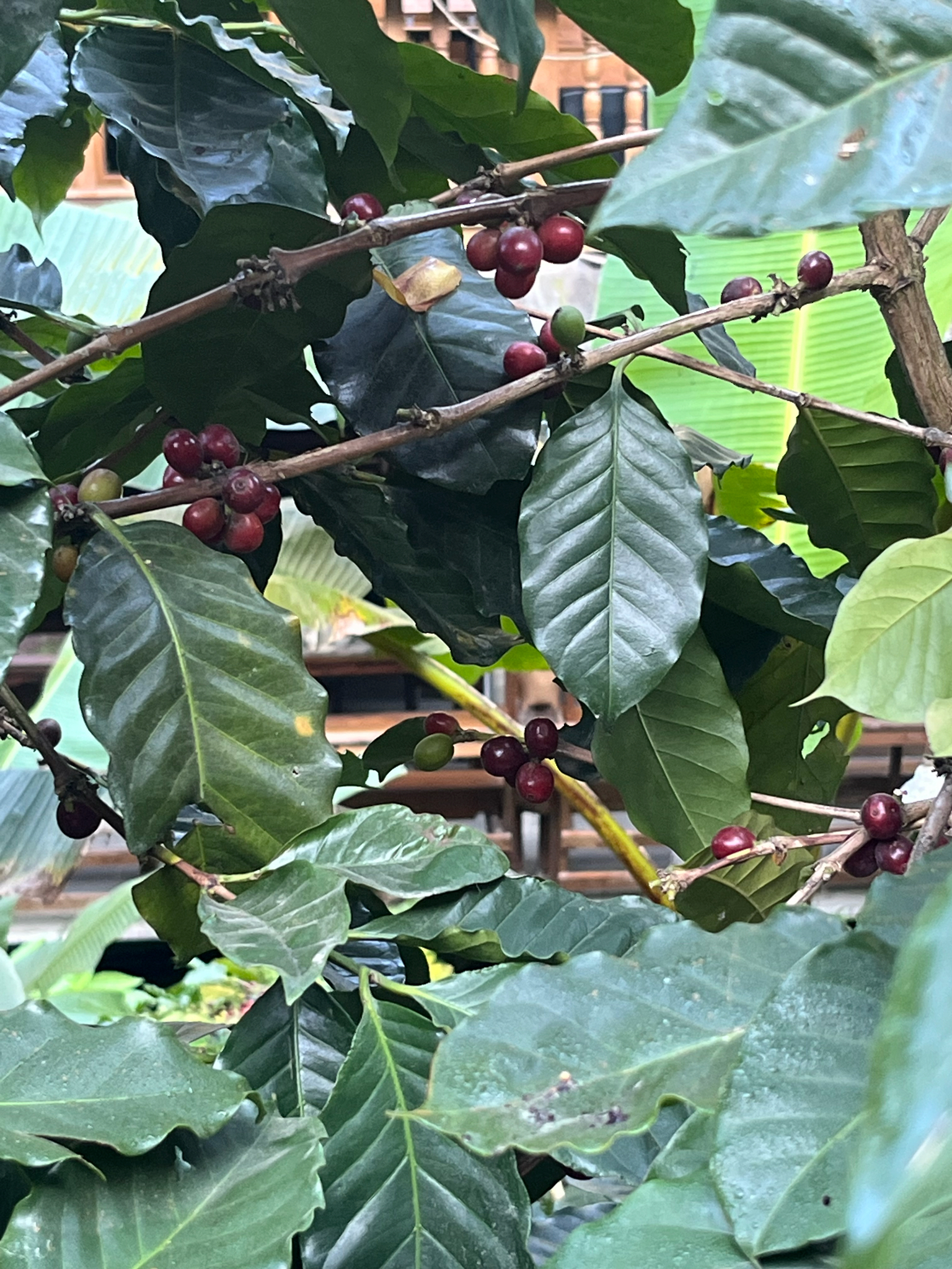 Coffea × ealaensis A.Chev. 3