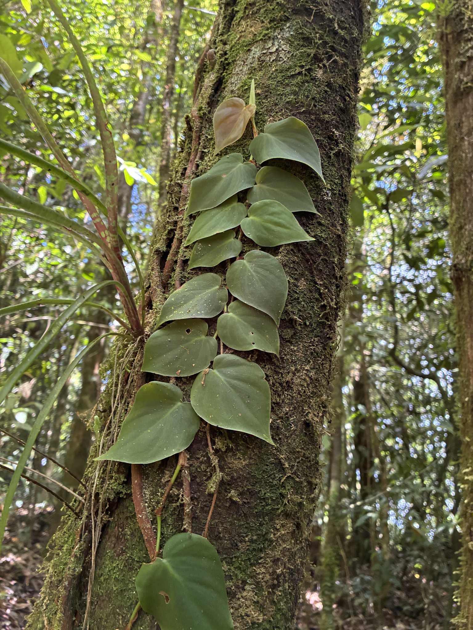 Philodendron micans trailing vine
