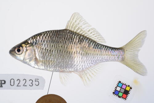 Rhombus bitterling (Acheilognathus rhombeus) — Cyprinidae