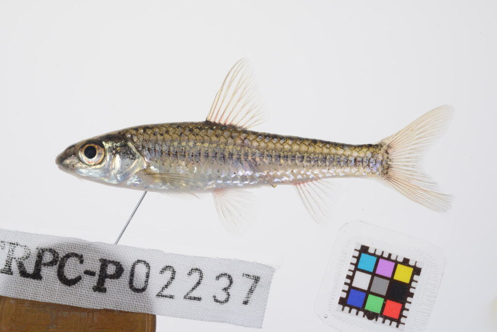 Slender gudgeon (Squalidus gracilis) — Cyprinidae