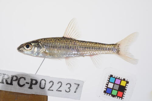 Slender gudgeon (Squalidus gracilis) — Cyprinidae