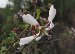 Anisodontea