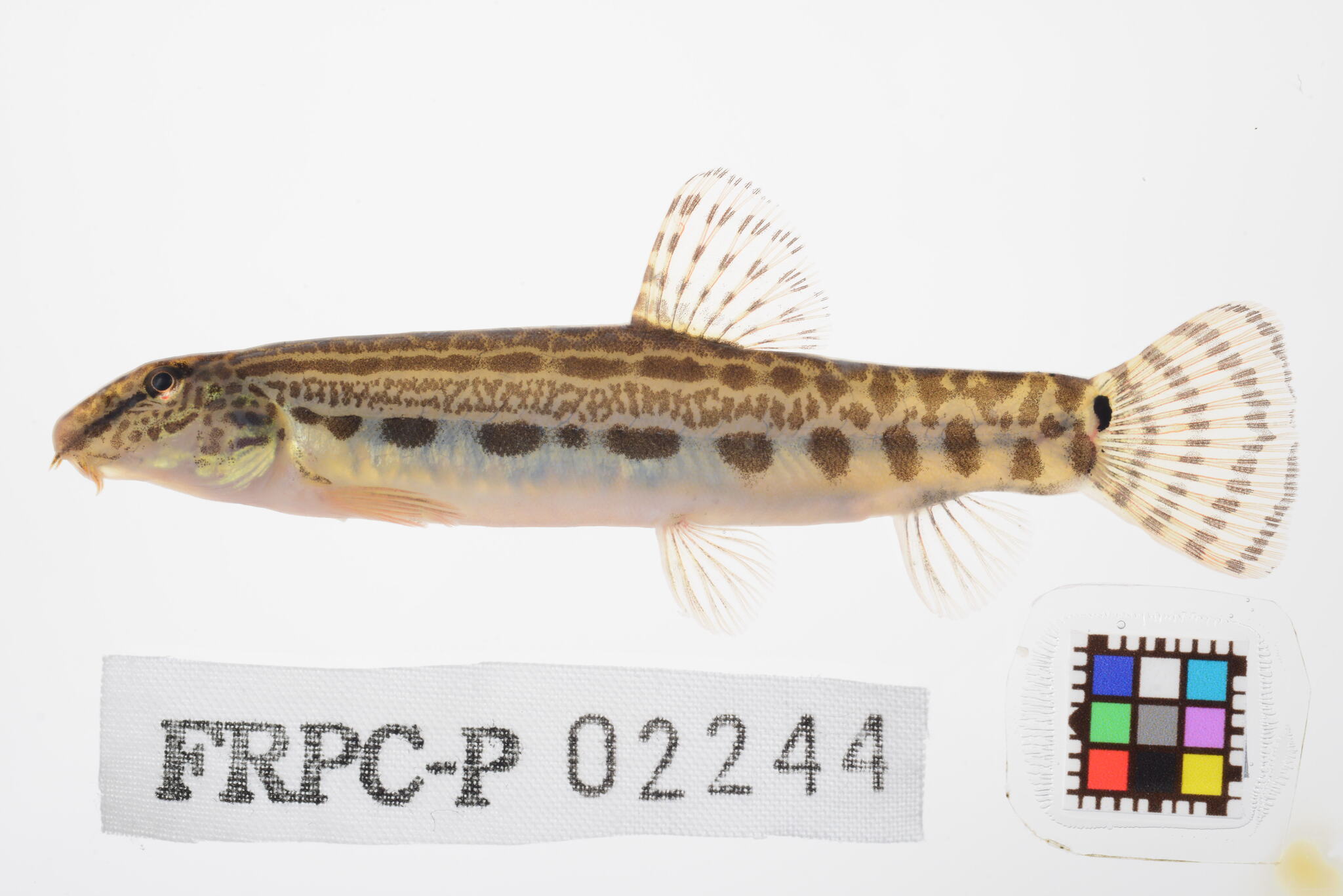 Ariake Stripe Spined Loach photo 4
