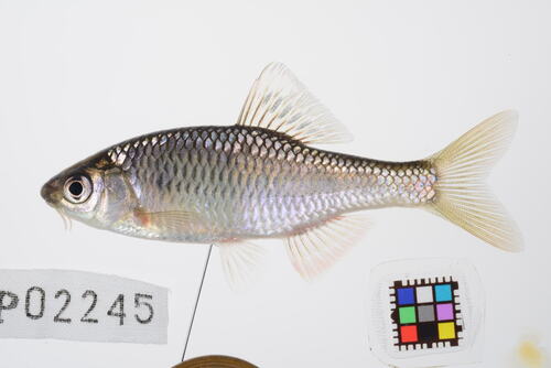 Slender bitterling (Tanakia lanceolata) — Cyprinidae
