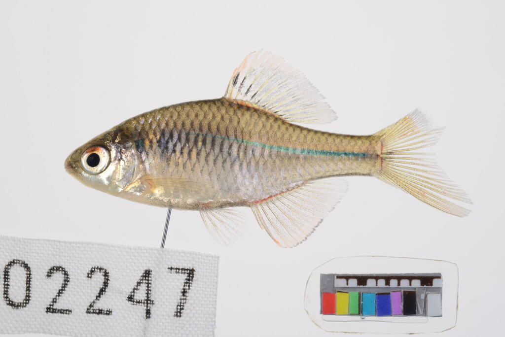 Kyushu bitterling (Rhodeus atremius) — Cyprinidae