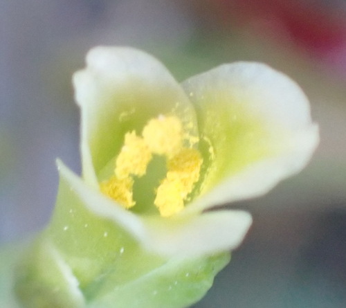 Algoa Viooltjie (Lachenalia algoensis)