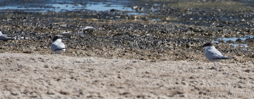 iNaturalist image