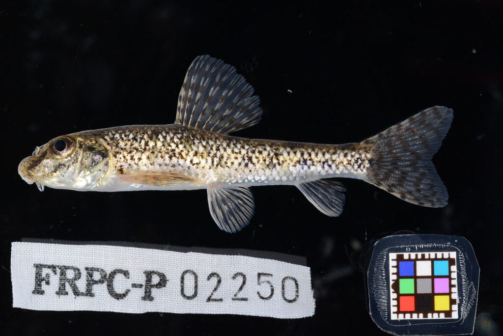 Chinese false gudgeon (Abbottina rivularis) — Cyprinidae