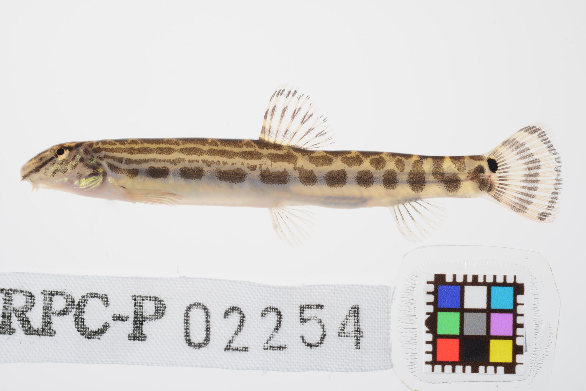 Ariake Stripe Spined Loach photo 5